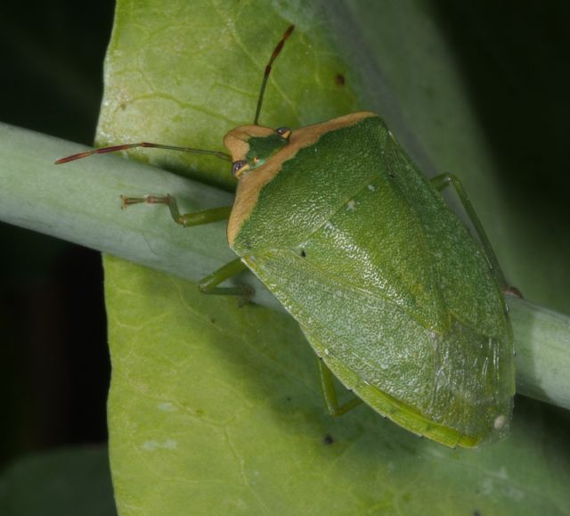 Pentatomidae: Nezara viridula f. torquata della Lunigiana